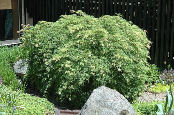 <i>Acer palmatum</i> var. <i>dissectum</i> 'Palmatifidum'