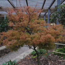 Acer palmatum var. dissectum 'Raraflora' (Japanese Maple) Tree