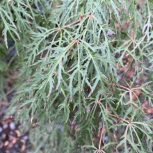Acer palmatum var. dissectum 'Raraflora' (Japanese Maple) Foliage
