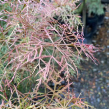 Acer palmatum var. dissectum 'Raraflora' (Japanese Maple) Foliage