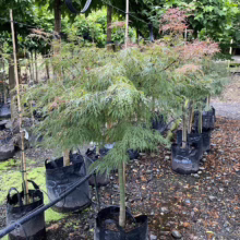 Acer palmatum var. dissectum 'Raraflora' (Japanese Maple) Tree