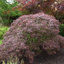 Acer palmatum var. dissectum 'Red Dragon' (Japanese Maple) Tree