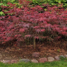 Acer palmatum var. dissectum 'Red Dragon' (Japanese Maple) Tree