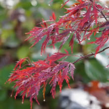 Acer palmatum var. dissectum 'Red Dragon' (Japanese Maple) Foliage