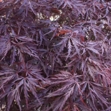 Acer palmatum var. dissectum 'Red Dragon' (Japanese Maple) Foliage