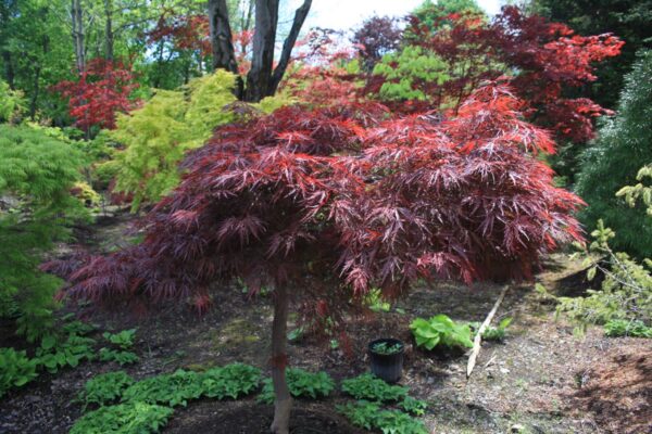 <i>Acer palmatum</i> var. <i>dissectum</i> 'Red Dragon'