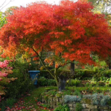 Acer palmatum var. dissectum 'Seiryu' (Japanese Maple) Tree