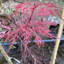 Acer palmatum var. dissectum 'Stella Rossa' (Japanese Maple) Foliage