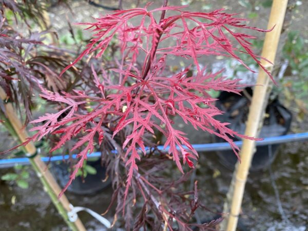 <i>Acer palmatum</i> var. <i>dissectum</i> 'Stella Rossa' - Image 2