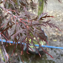 Acer palmatum var. dissectum 'Stella Rossa' (Japanese Maple) Foliage