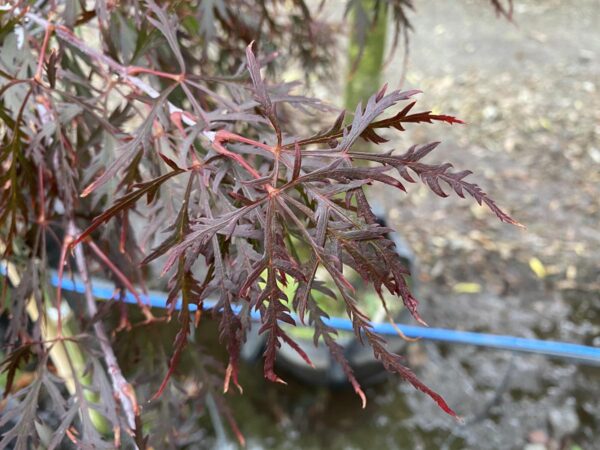 <i>Acer palmatum</i> var. <i>dissectum</i> 'Stella Rossa' - Image 3