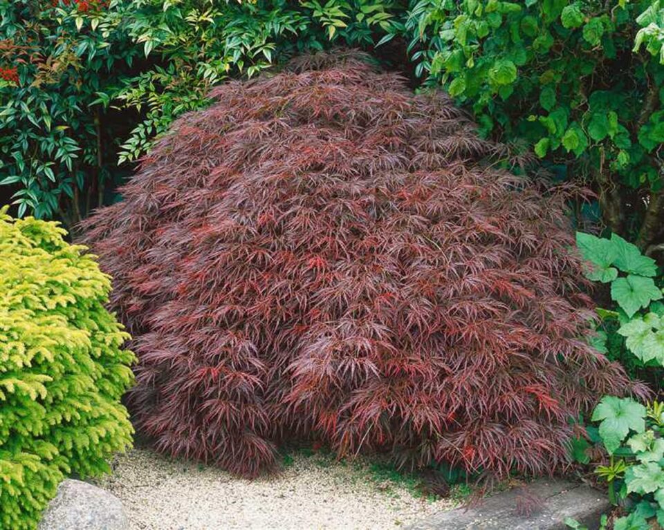 Acer palmatum var. dissectum 'Stella Rossa' (Japanese Maple) Tree