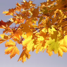 Acer platanoides (Norway Maple) Foliage