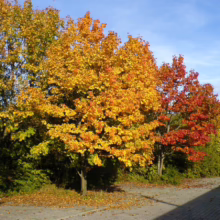 Acer platanoides (Norway Maple) Autumn Tree