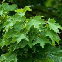 Acer platanoides (Norway Maple) Foliage