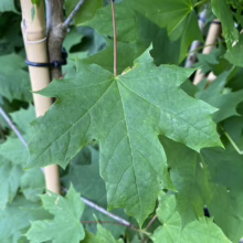 Acer platanoides (Norway Maple) Foliage