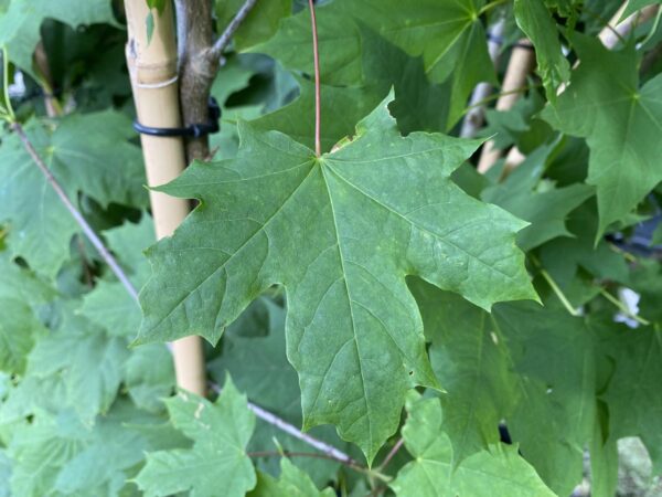 <i>Acer platanoides</i> - Image 5