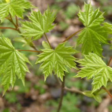 Acer platanoides (Norway Maple) Foliage