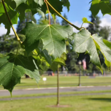 Acer platanoides (Norway Maple) Foliage