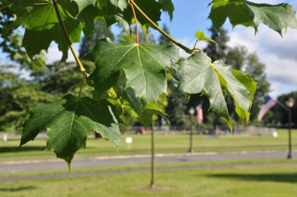 <i>Acer platanoides</i> - Image 8