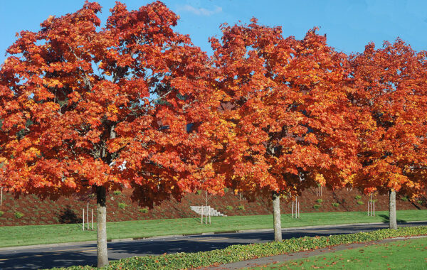 <i>Acer platanoides</i> 'Autumn Red'