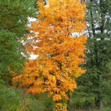 Acer platanoides 'Columnare' (Norway Maple) Autumn Tree