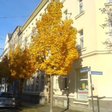Acer platanoides 'Columnare' (Norway Maple) Tree