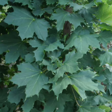 Acer platanoides 'Columnare' (Norway Maple) Foliage