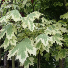 Acer platanoides 'Drummondii' (Norway Maple) Foliage