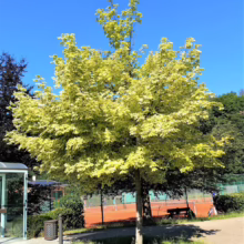 Acer platanoides 'Drummondii' (Norway Maple) Tree