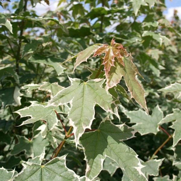 <i>Acer platanoides</i> 'Drummondii' - Image 4