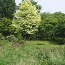 Acer platanoides 'Drummondii' (Norway Maple) Tree