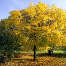 Acer platanoides 'Globosum' (Norway Maple) Autumn Tree