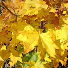 Acer platanoides 'Globosum' (Norway Maple) Foliage
