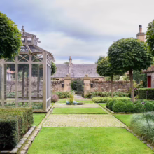 Acer platanoides 'Globosum' (Norway Maple) Tree