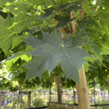 Acer platanoides 'Globosum' (Norway Maple) Foliage