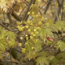 Acer platanoides 'Globosum' (Norway Maple) Foliage