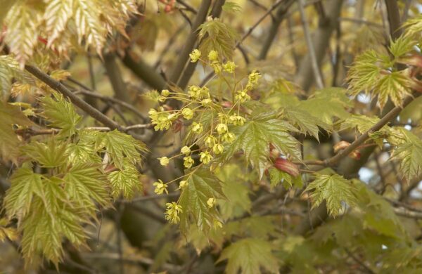 <i>Acer platanoides</i> 'Globosum' - Image 6