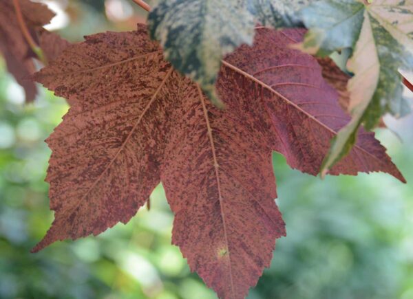 <i>Acer pseudoplatanus</i> 'Esk Sunset' - Image 2