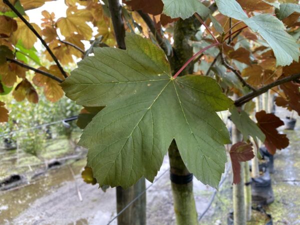 <i>Acer pseudoplatanus</i> 'Purpureum' - Image 2