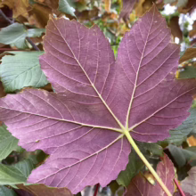 Acer pseudoplatanus 'Purpureum' (Sycamore Maple) Foliage