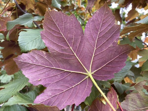 <i>Acer pseudoplatanus</i> 'Purpureum' - Image 3