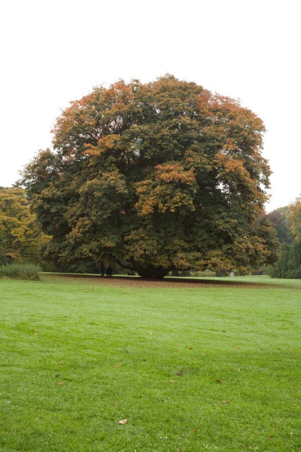 <i>Acer pseudoplatanus</i> 'Purpureum'