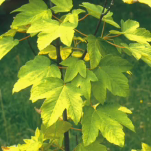 Acer pseudoplatanus 'Worley' (Sycamore Maple) Foliage