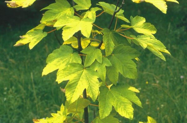 <i>Acer pseudoplatanus</i> 'Worley' - Image 2