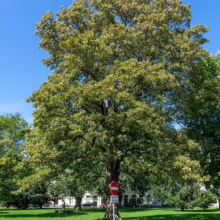 Acer pseudoplatanus 'Worley' (Sycamore Maple) Tree