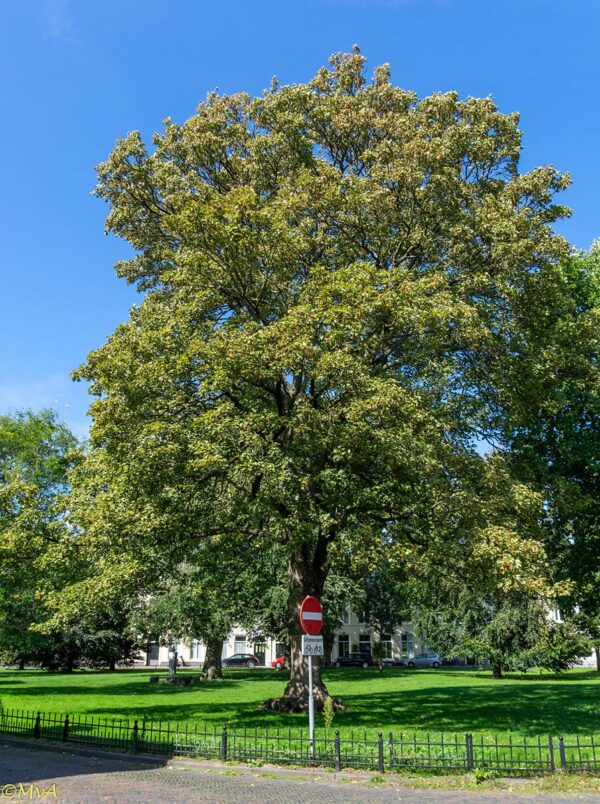 <i>Acer pseudoplatanus</i> 'Worley' - Image 4