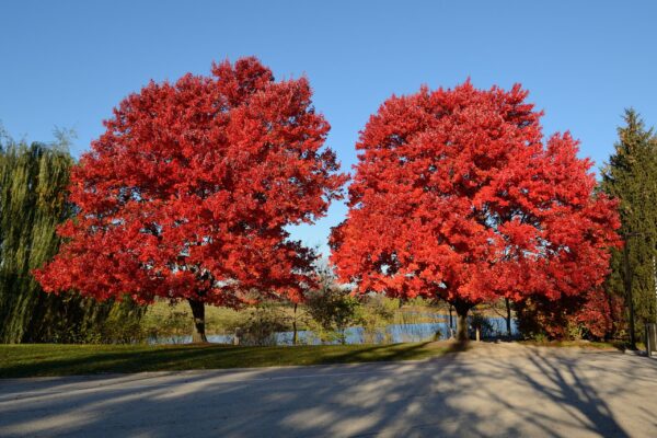 <i>Acer rubrum</i> 'Autumn Glory'