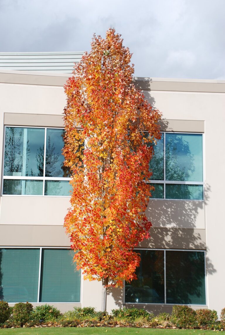 acer rubrum bowhall red maple autumn garden - Leafland