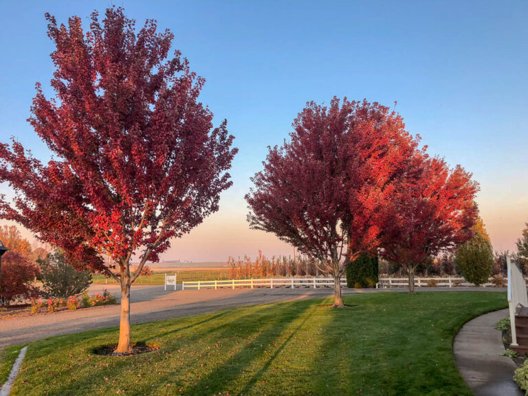 acer rubrum brandywine red maple street - Leafland